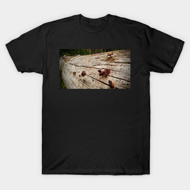 Little Mushrooms On Fallen Tree T-Shirt by Rebekah Slick